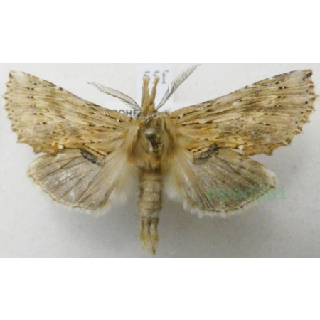 Pterostoma palpina (Clerck, 1759) male Dzióbica głaszczkówka Czech55f